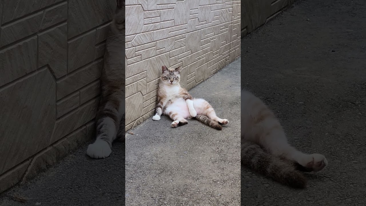 シャム猫が人間に見られていることに気付かずに猫をサボる