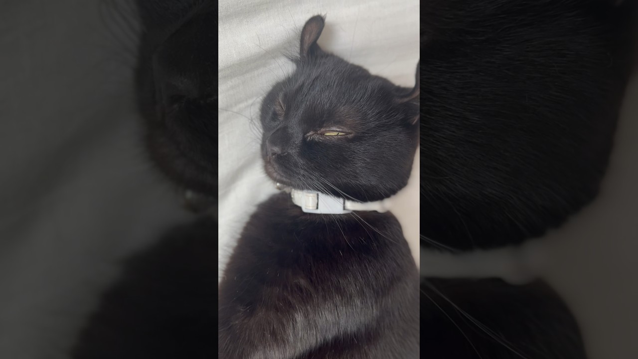 すごい顔で眠いのを我慢してる猫様🐈‍⬛エマ様今日も可愛い♥️🐈‍⬛#shorts #cat #アメリカンカール #ねこ #猫 #猫のいる暮らし #cute