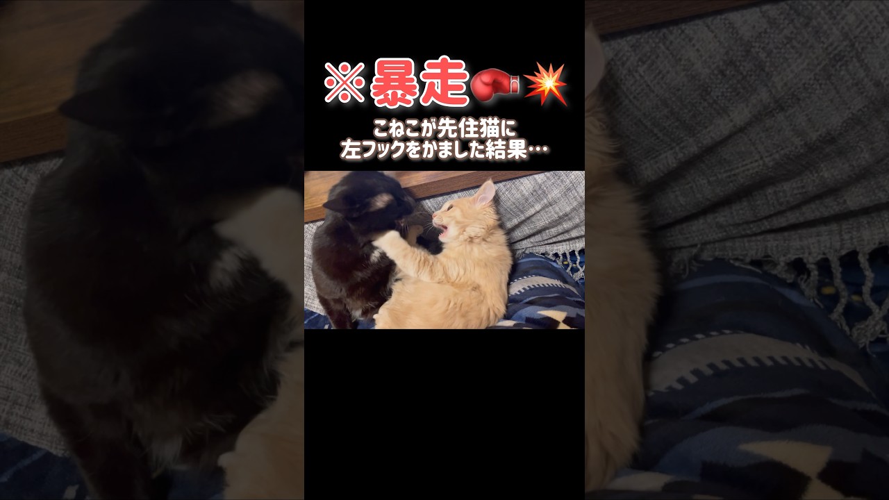 【反撃🥊💥】こねこが先住猫に左フックをかました結果… #猫パンチ