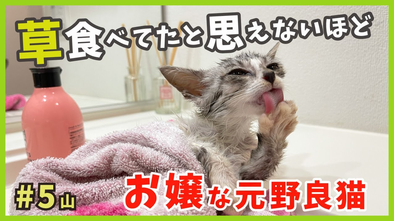 【ガリガリ猫 シャンプー】びっくり穏やか子猫、ホントに野良猫？元気になってきたので綺麗に変身していく様子がこちら。【謎の天然娘・山5】/ Kitten emergency protection