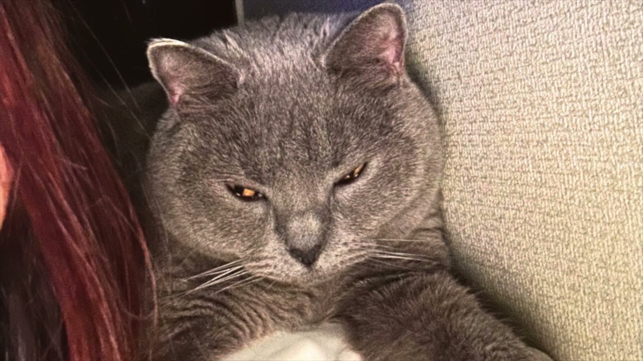 メイちゃんが首輪をしていない理由   #cat #ねこ #シャルトリュー #猫 #chartreux #kawaii #にゃんこ #ネコ