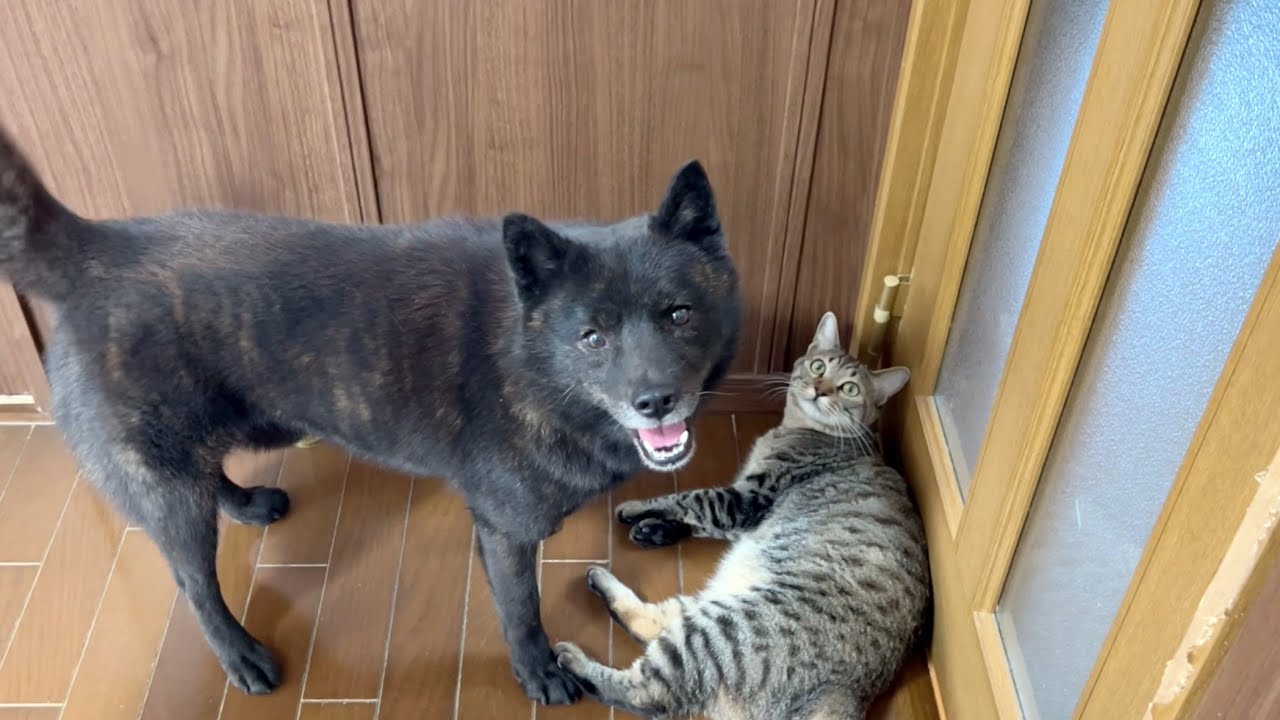 言葉を理解しすぎた甲斐犬【甲斐犬と猫】