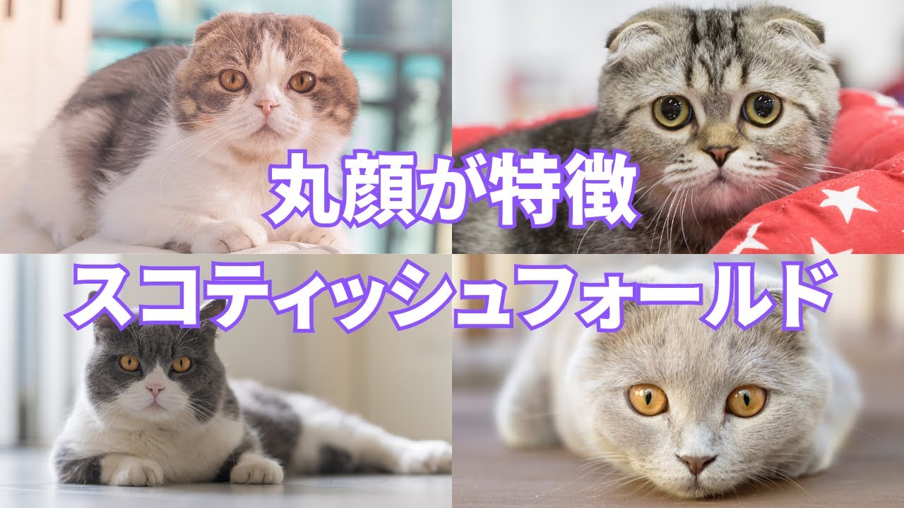 【猫図鑑】スコティッシュフォールドの歴史や特徴などを紹介