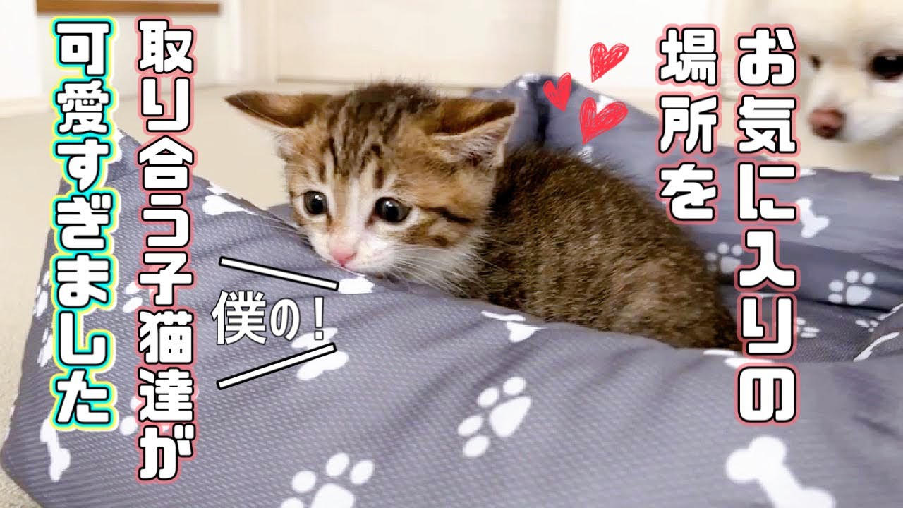 【保護猫】子猫と先輩達のベッドの争奪戦が可愛いすぎますｗ