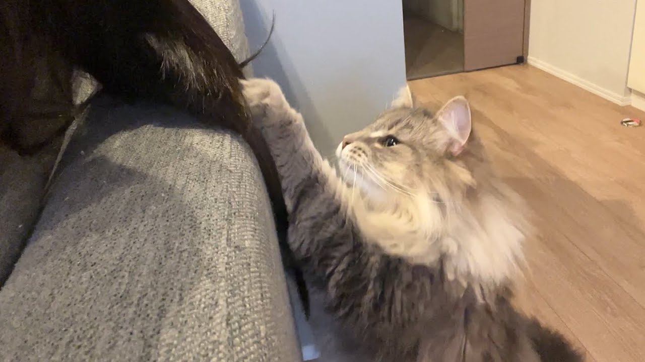 飼い主の髪の毛で遊ぶ猫 ノルウェージャンフォレストキャット