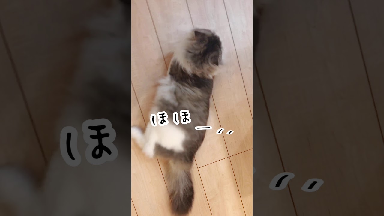 にゃんミナティでラップ﻿する猫#Shorts
