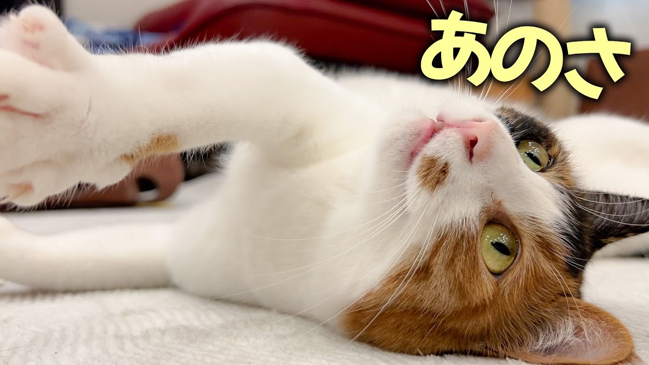 飼い主と2人きりになった瞬間に態度が急変する三毛猫がこちらです…