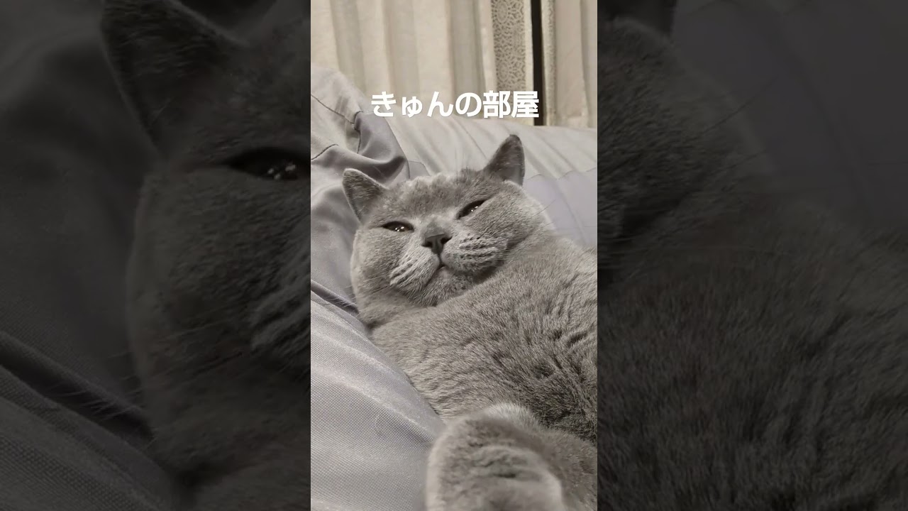 #ブリティッシュショートヘア #猫 #shorts #ねこ #cat