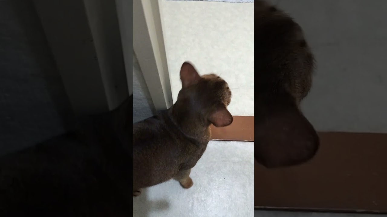 ネコ動画あび＃1807　#shorts　あびの毎日　アビシニアン　あび