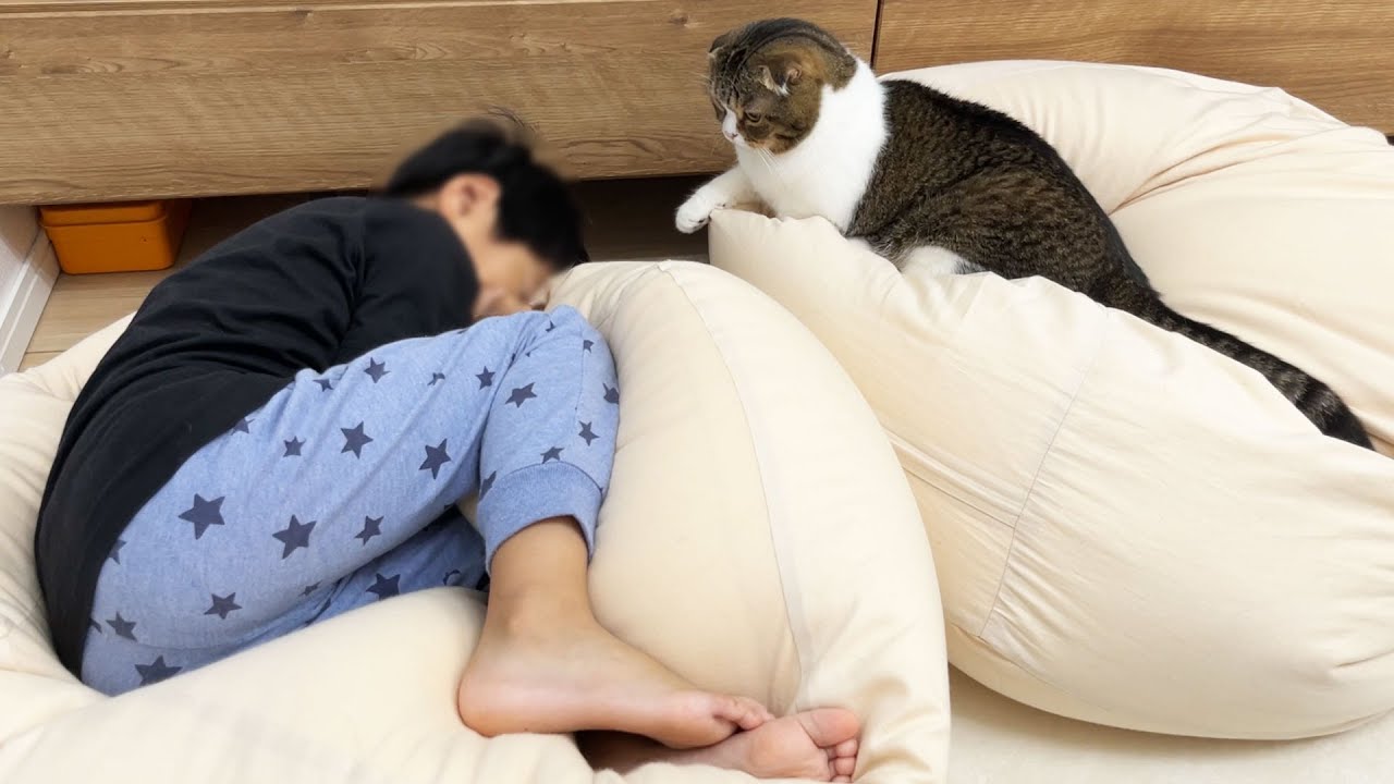 まるで子猫のように甥っ子のお世話をするパパ猫！