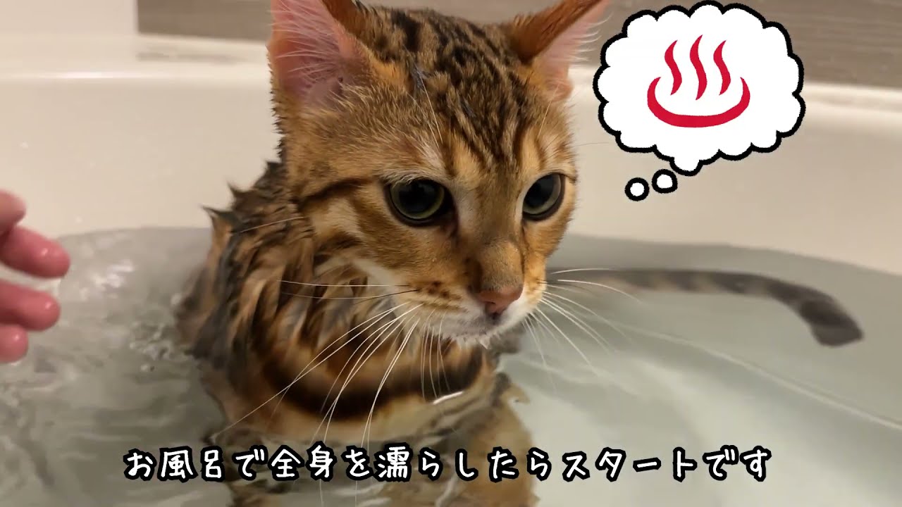 【シャンプー回】2人がかりで全身泡まみれにされるベンガル猫【再び】