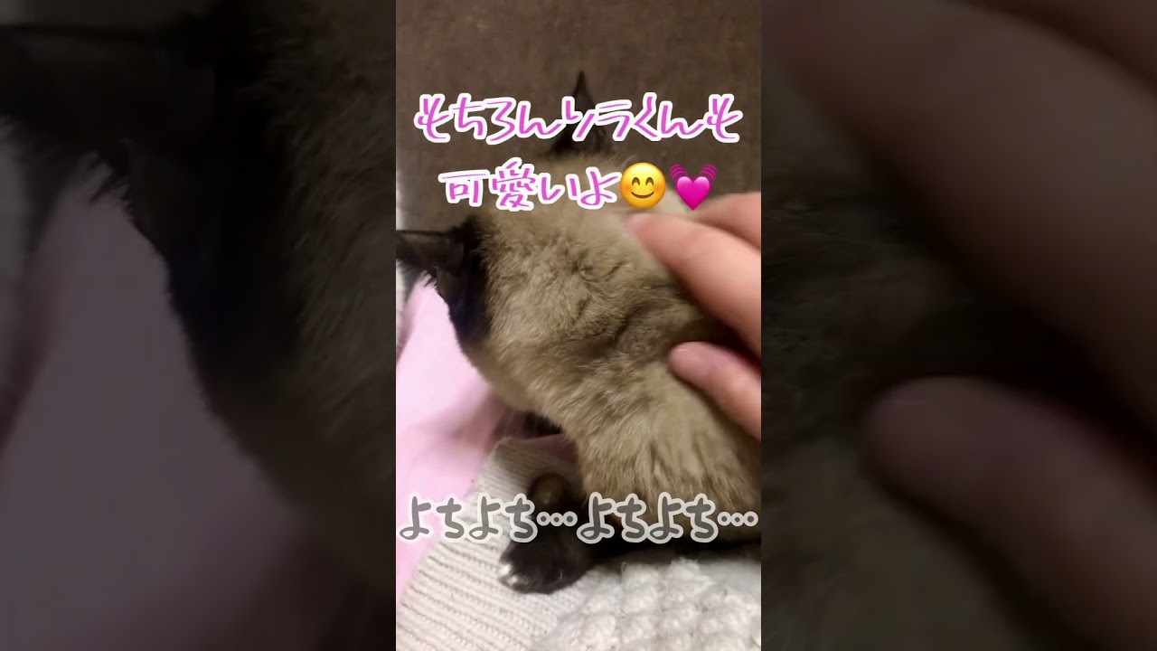 お許しいただきました😭✨【シャムMIX】