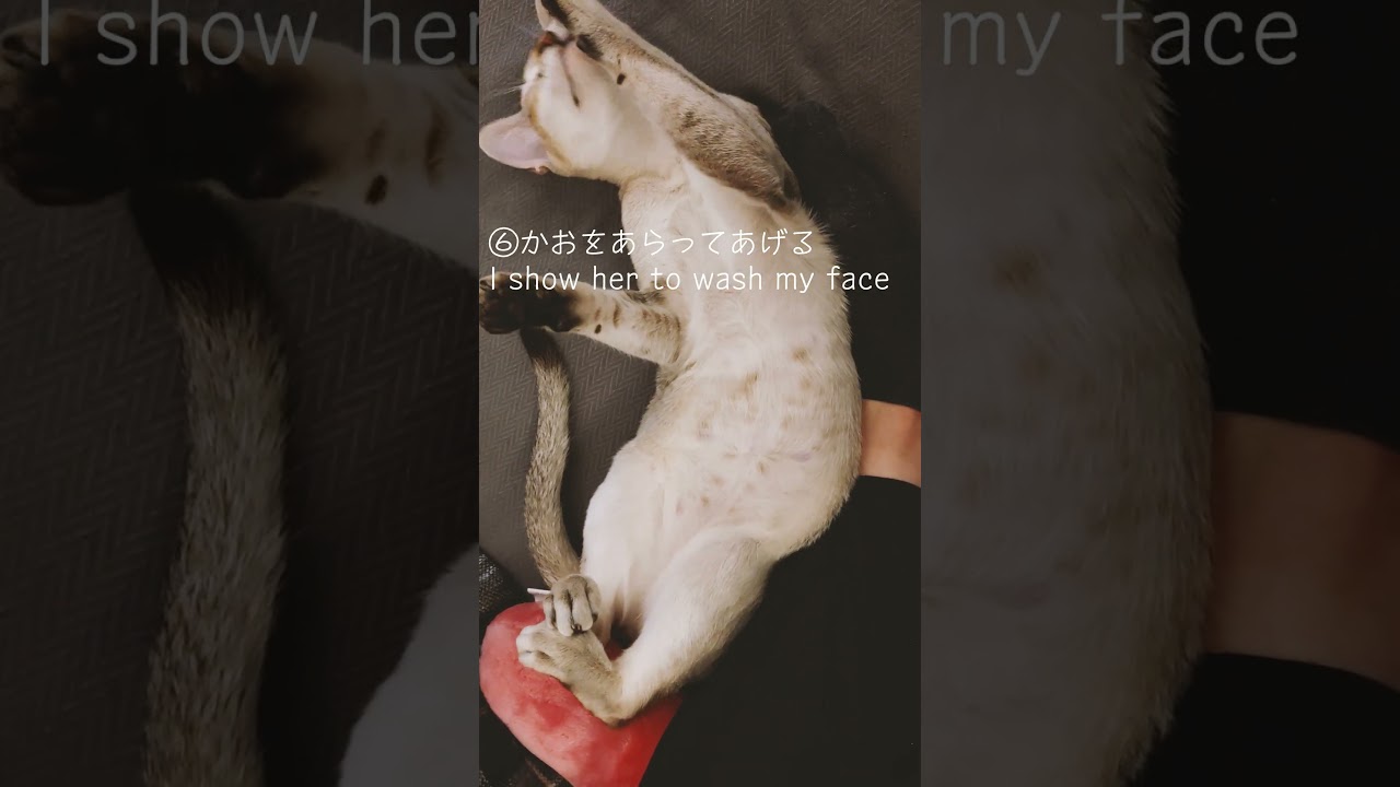 気遣いのできる猫　A caring cat　#singapura #子猫 #シンガプーラ#shorts