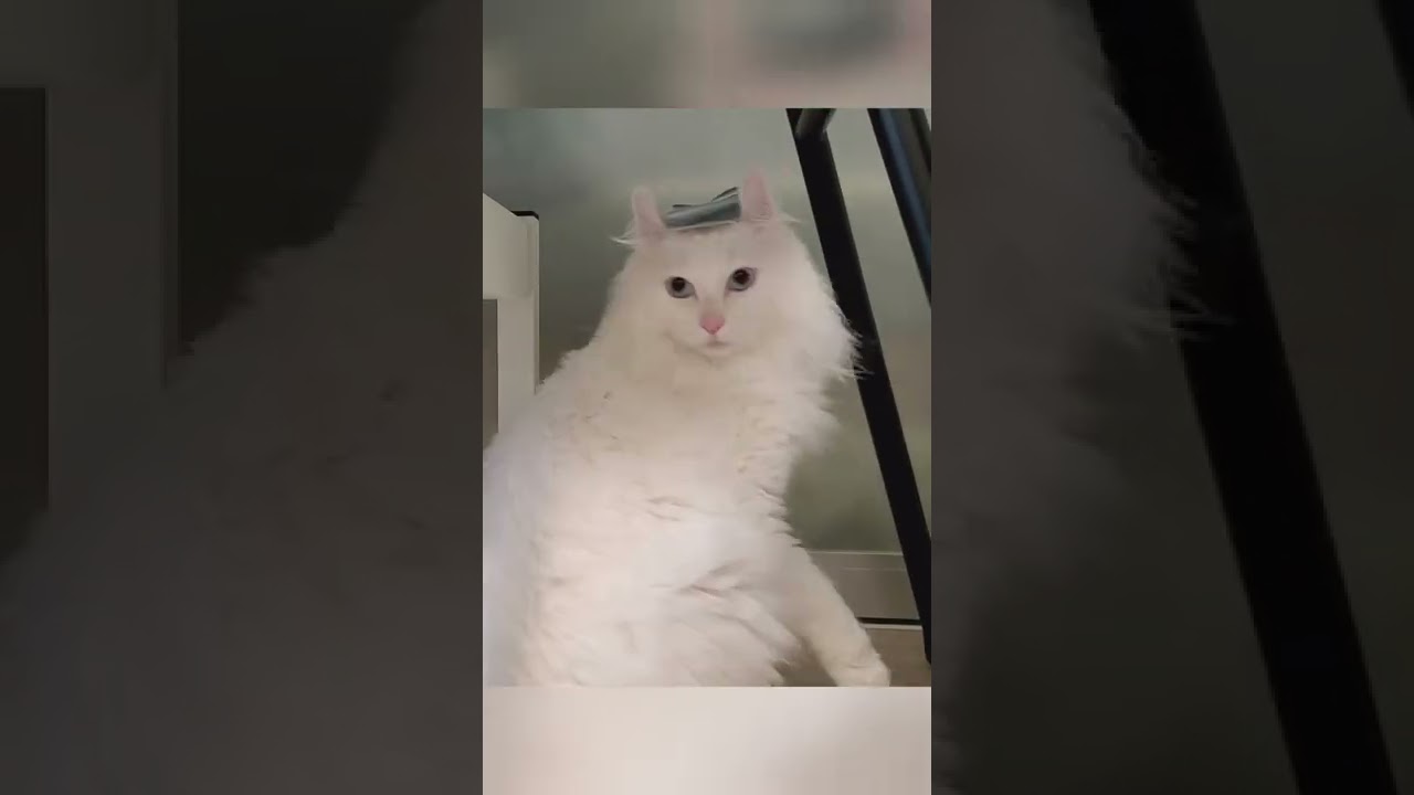 頭にテープを貼られてパニック状態の猫がこちら… #shorts #アメリカンカール #パニック猫