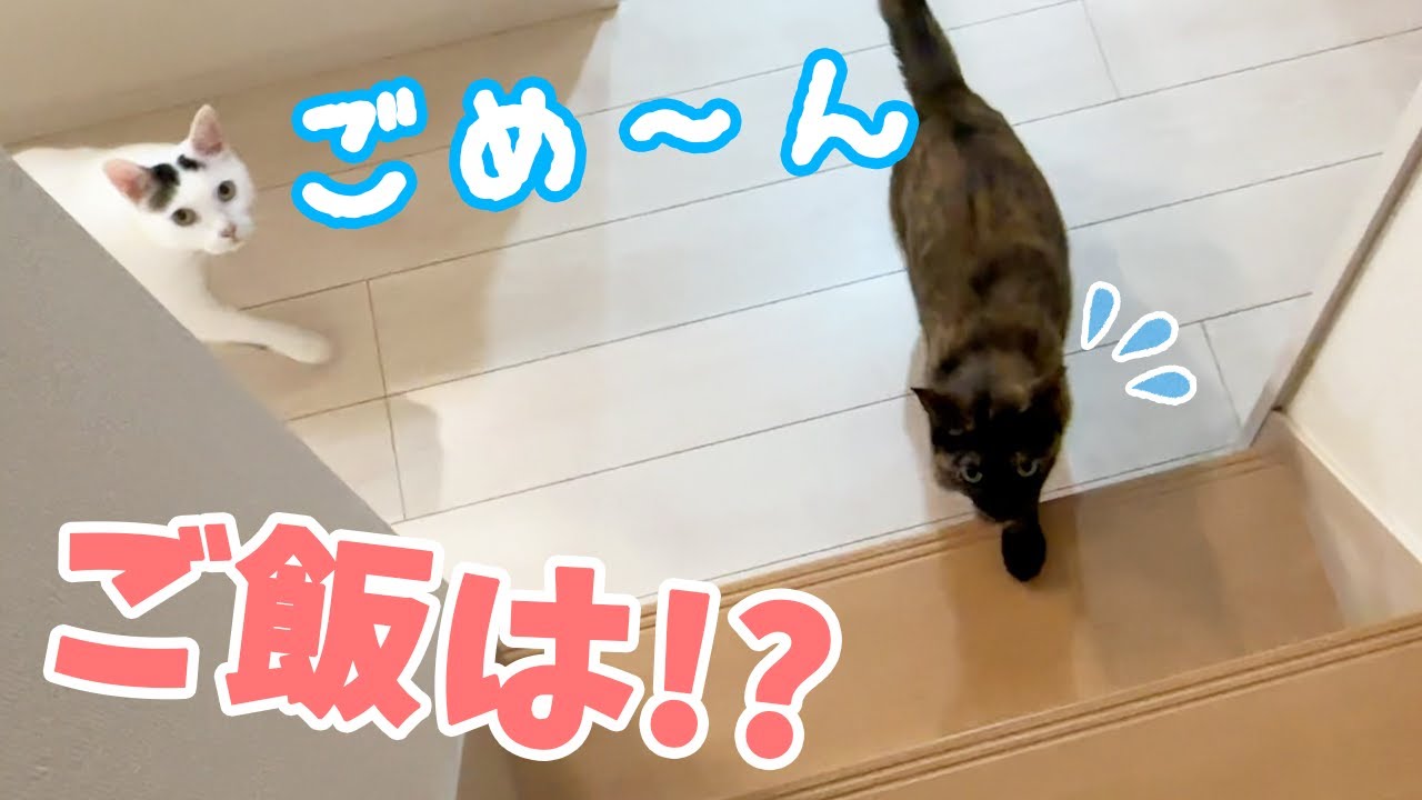 夜ご飯の時間に猫たちが来ないので見に行ってみたら…！