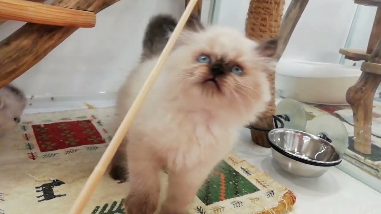 ヒマラヤン 男の子 2023/2/25 生まれ