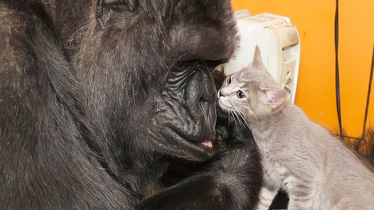 子猫を育てるゴリラ。我が子同様にネコを可愛がるメスゴリラの種を超えた愛情に心温まる【感動】