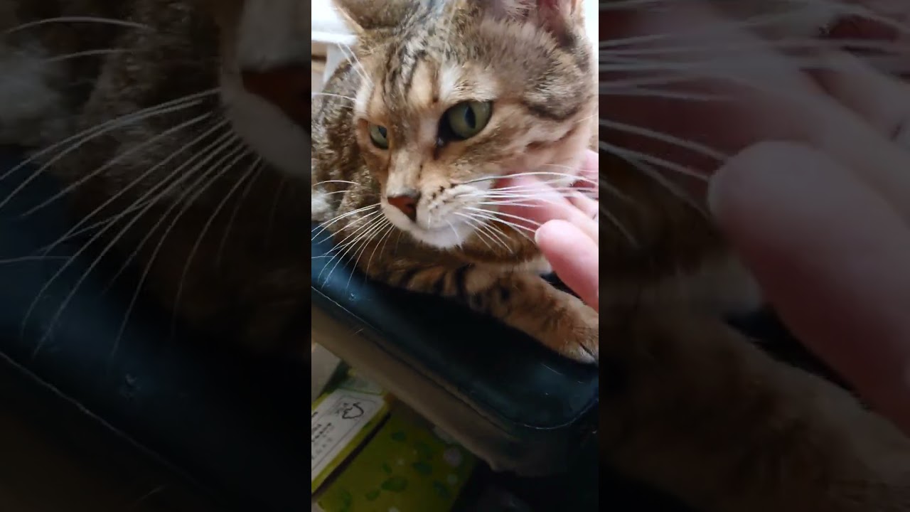 【猫】コピちゃん(長女)ちゃまちゃまタイム☆ 2023/07/25【ベンガル】#shorts