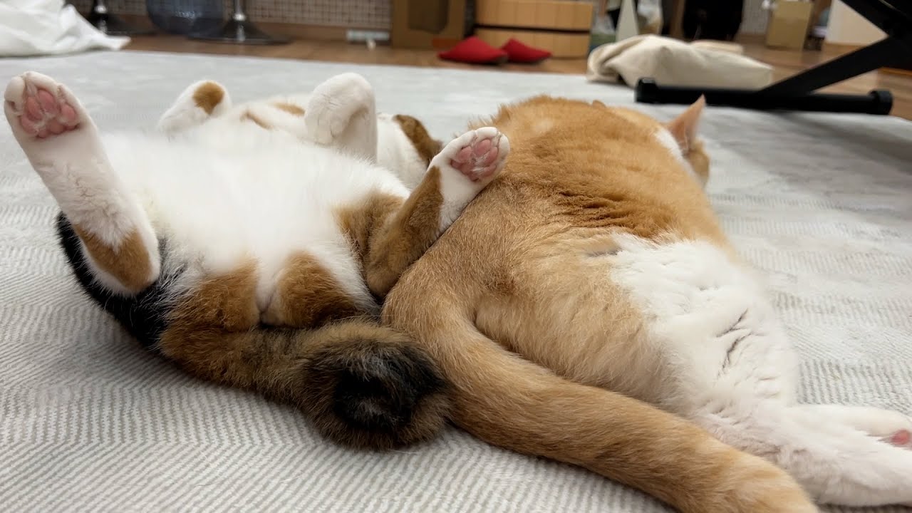 どうしてうちの猫たちはお尻をくっつけて寝てしまうの？