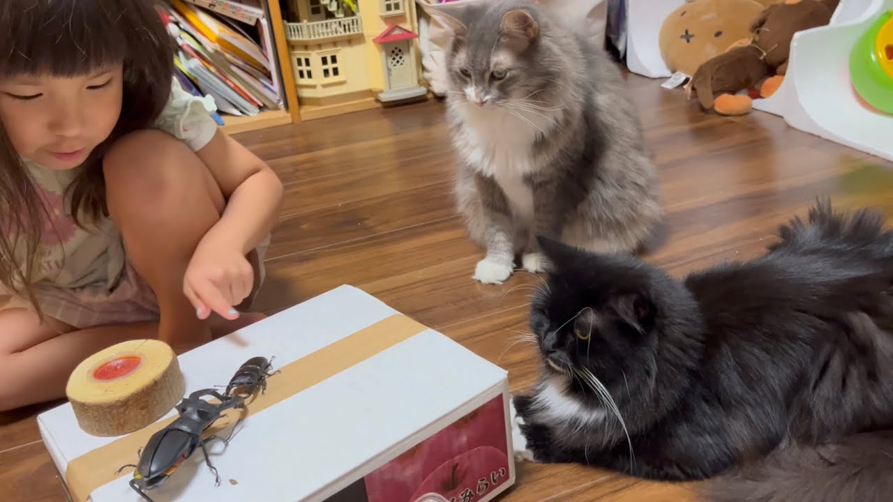 オモチャに威嚇するオオクワガタに釘付けになる猫　ノルウェージャンフォレストキャット　A cat that is glued to a stag beetle