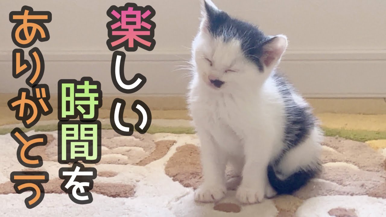 子猫4匹と過ごした時間はサイコーでした。【最終回】