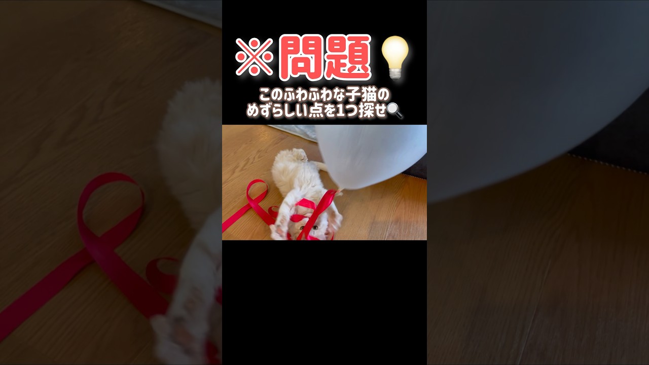 【ビックリ‼️】こねこの珍しい○○を探してみて🔍 #ほごねこ