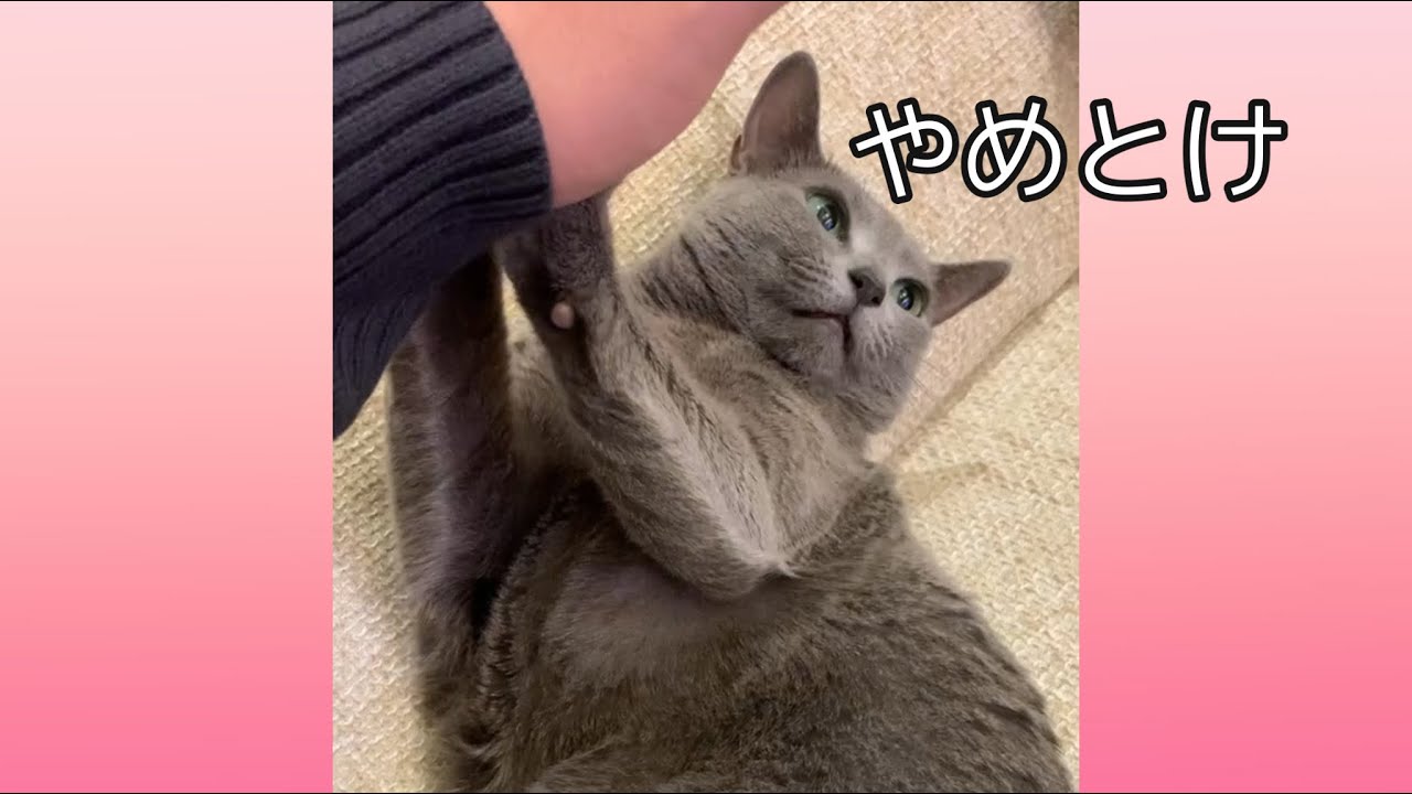 【ロシアンブルー】撫でようとしたら激しく拒否された #shorts