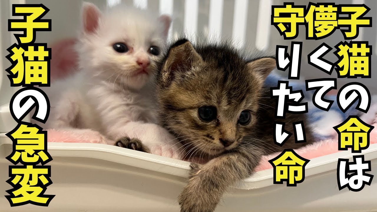 生後３週間の子猫。急変のその後