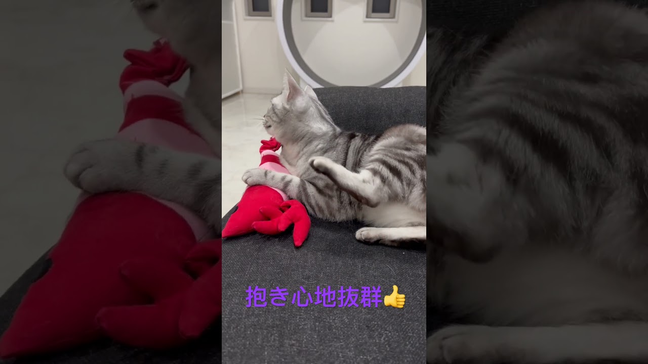 大好きなエビを抱える猫😀#shorts#アメリカンショートヘアー#toy