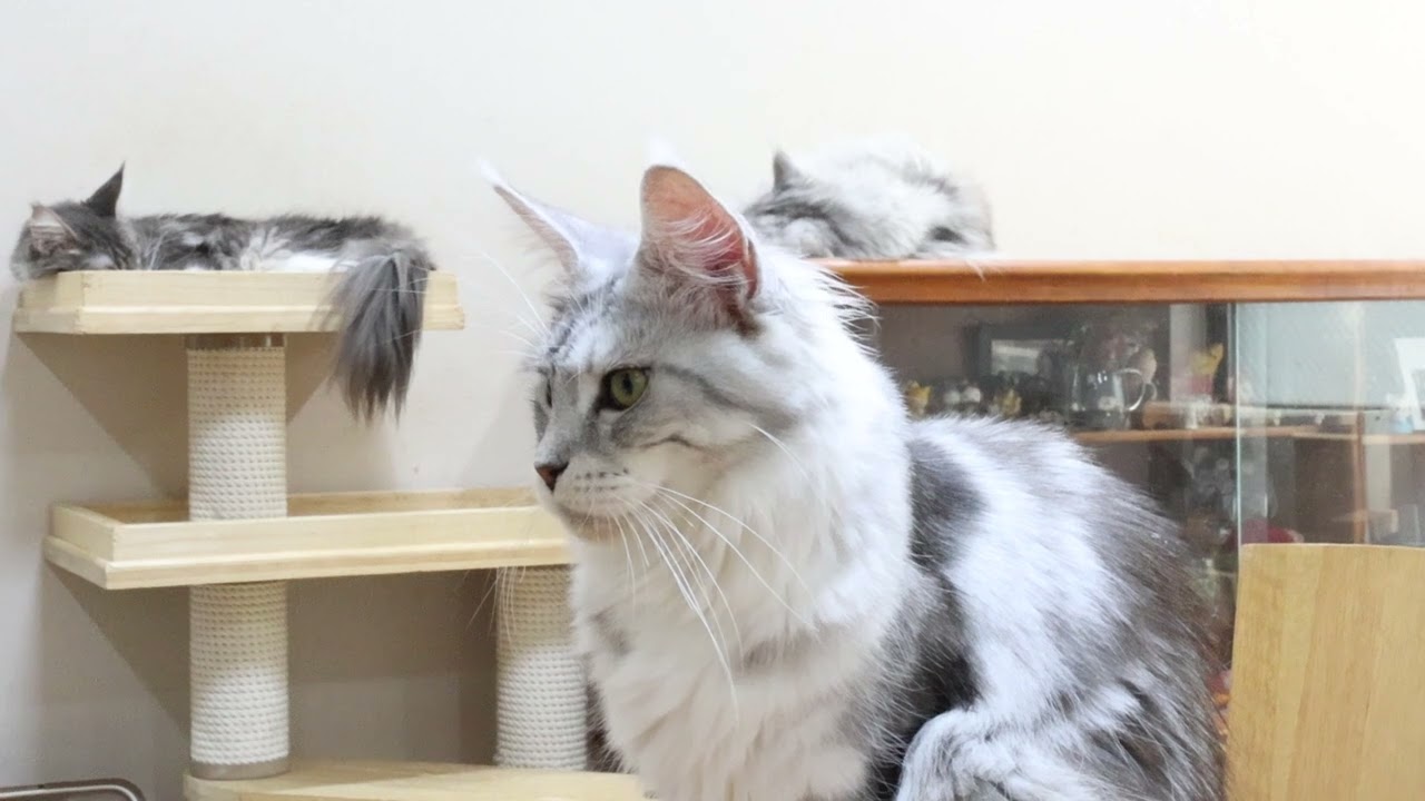 優しいシルバーのメインクーン雛さん