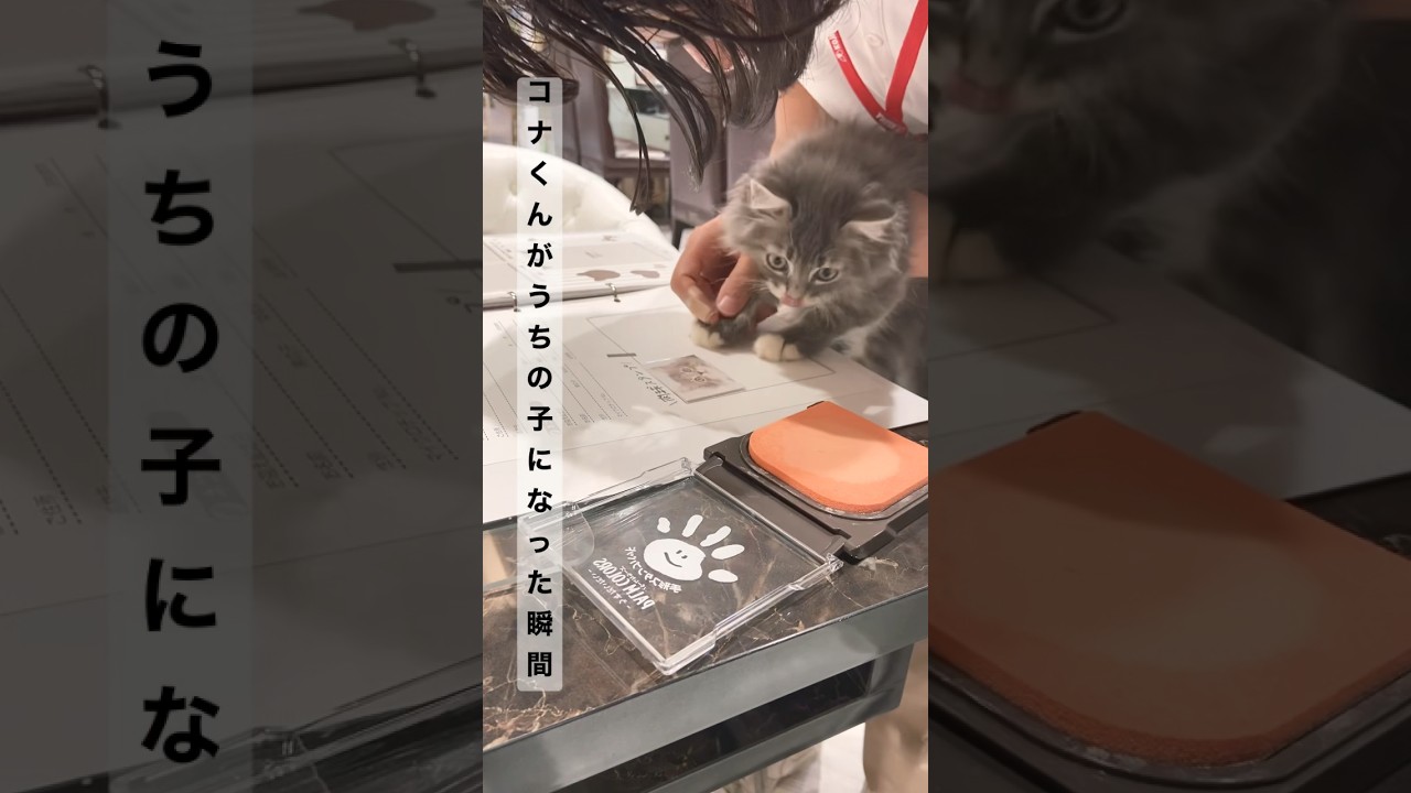 子猫がうちの子になった瞬間…#shorts #猫 #サイベリアン
