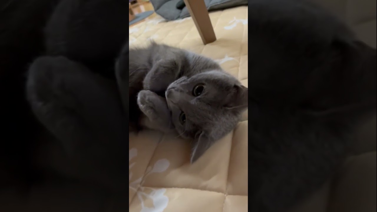お腹モフモフな可愛い猫（ロシアンブルー）#shorts
