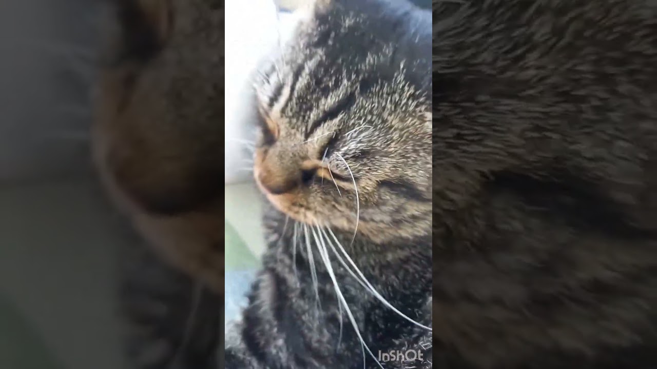 今日は暖か。。朝から気持ちいいね！猫ちゃん/オンライン日本語教師がお届けする日本！の猫