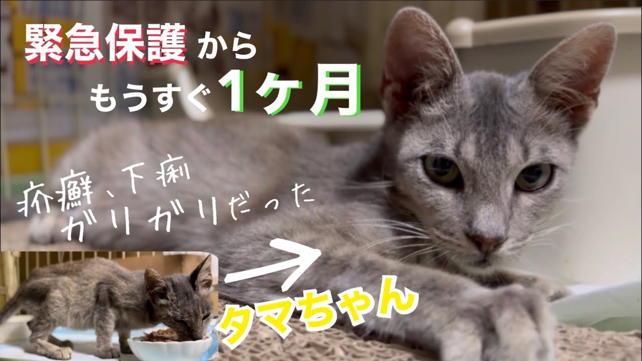 緊急保護から約1ヶ月、ガリガリの疥癬子猫だったタマちゃんの変化。[保護猫][沖縄][里親募集中]