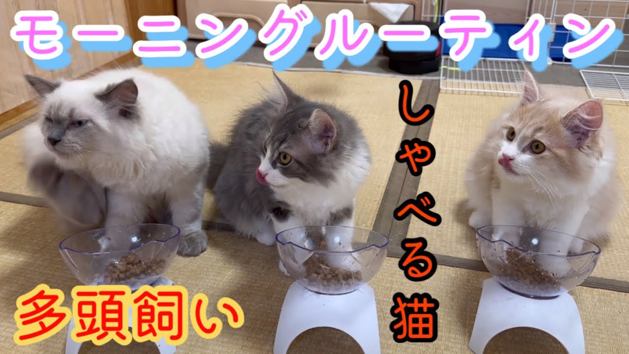 朝の様子　モーニングルーティン　しゃべる猫　サイベリアン　子猫　kitten siberian