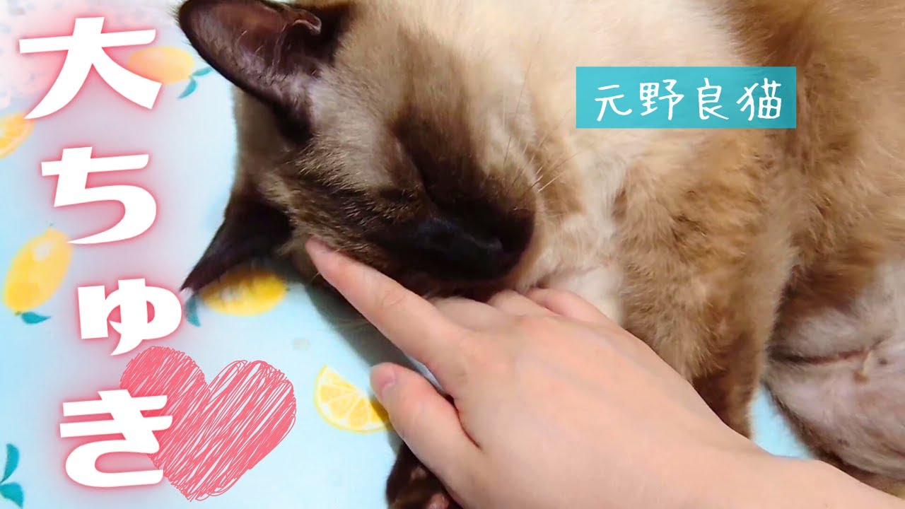 各々の方法で飼い主に甘えてリラックスする保護猫＆北欧猫が私の生きがい【シャム猫/シャムミックス＆ノルウェージャンフォレストキャット】