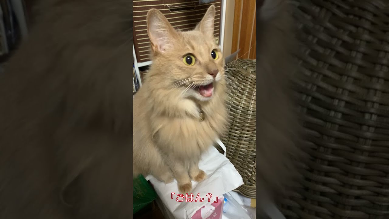 【ソマリ】「ごはん？」と聞かれ、ちゃんとお返事する猫！ #Shorts