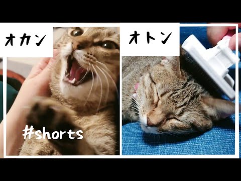 【ブラッシング】飼い主によって態度を変える猫がコチラです…笑