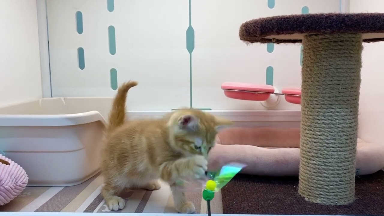 アメリカンショートヘアー