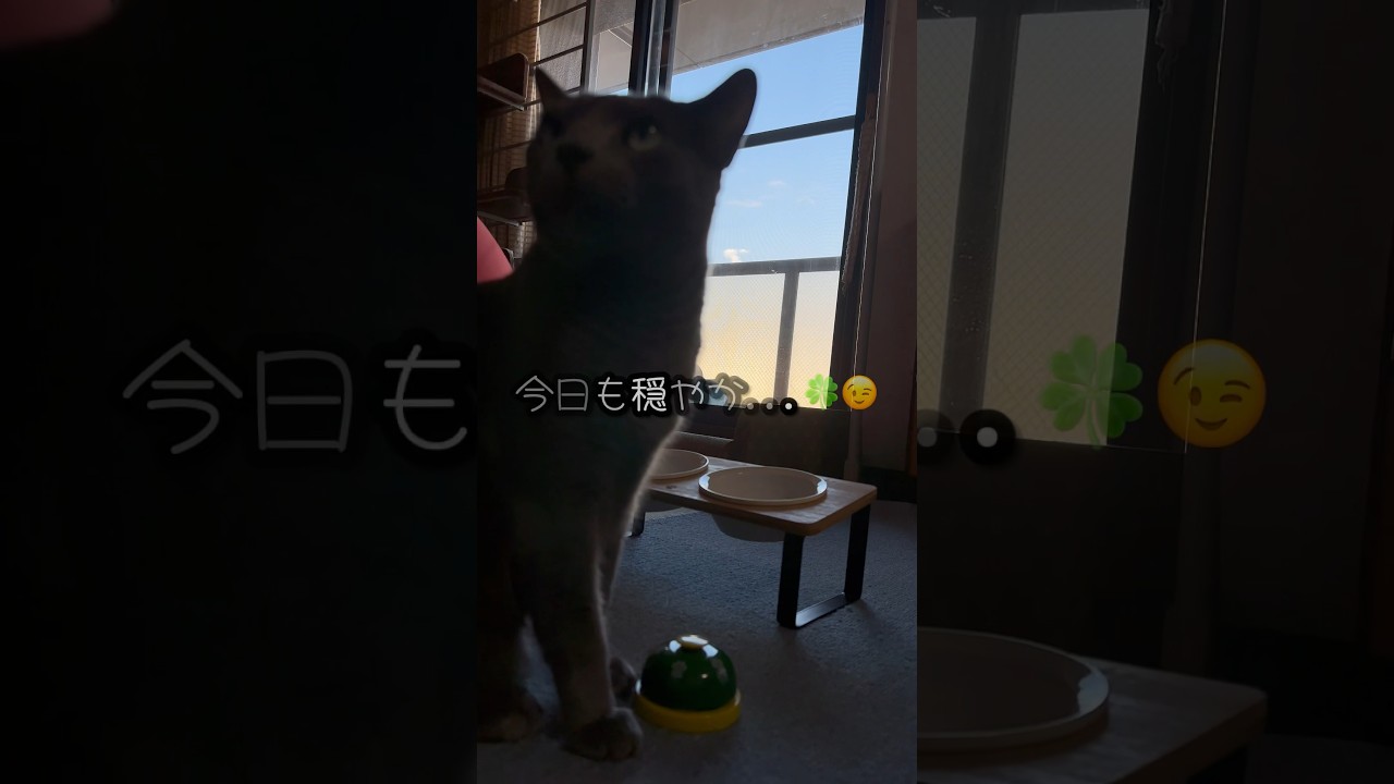 【ロシアンブルー】めろん、今日のベルチン🛎️やっぱりおぼつかないおてて🤭【猫】#shorts