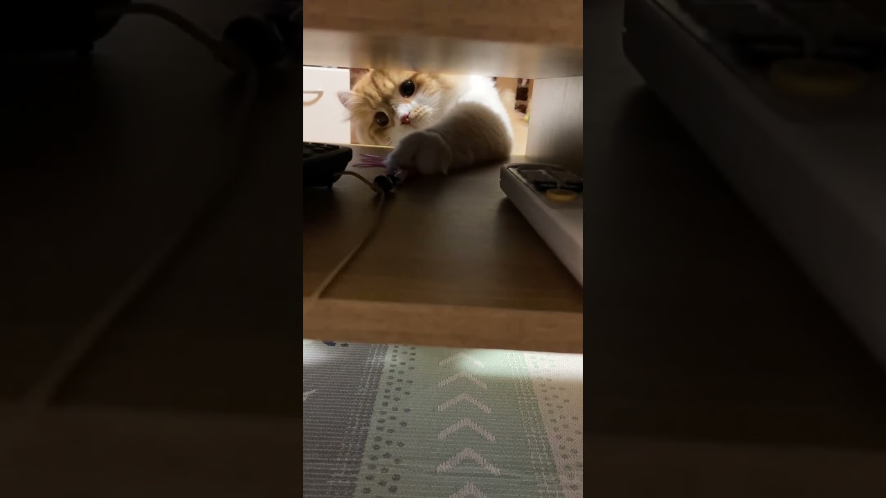 テーブルの向こう #shorts  #猫 #アメリカンカール #cat
