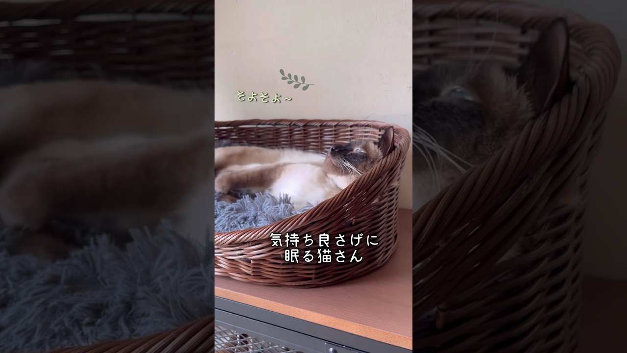 気持ち良さげ〜に眠る猫さん。 #保護猫 #シャムミックス #short