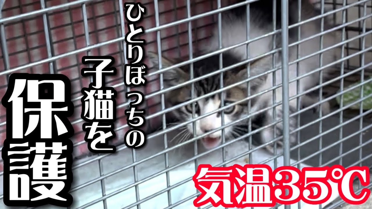猛暑日に真っ黒に汚れた子猫を保護しました