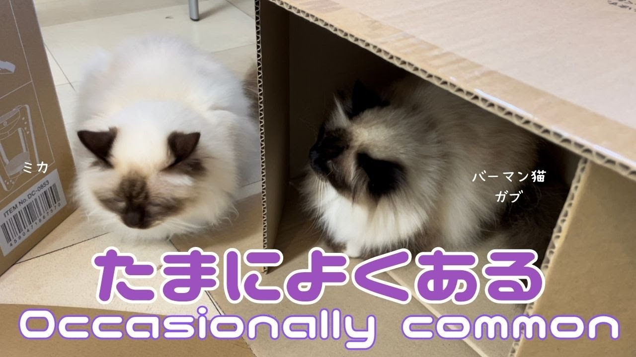 バーマン猫ガブとミカ【たまによくある】Occasionally common（バーマン猫）Birman/Cat