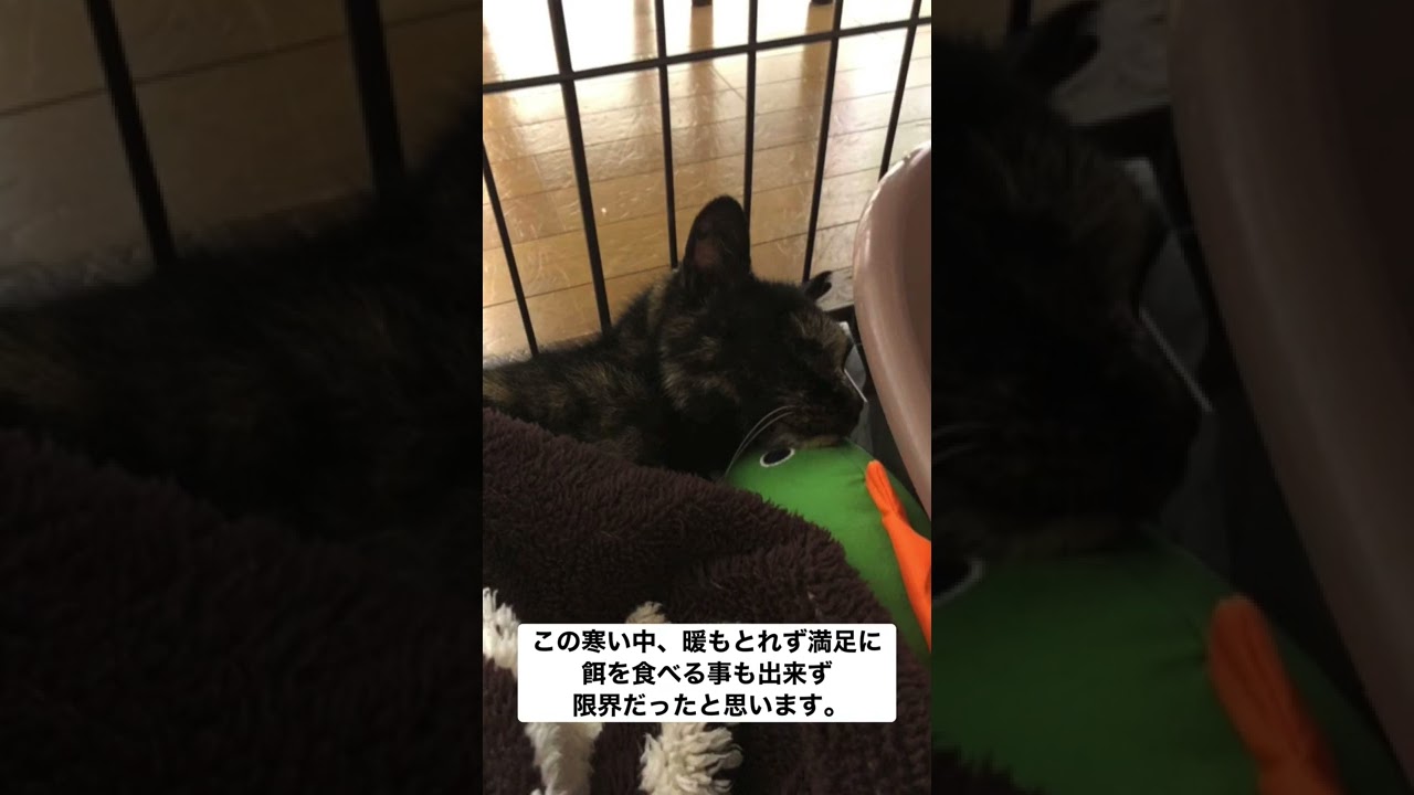 右前脚負傷の猫ちゃん保護しました。Part2#保護猫