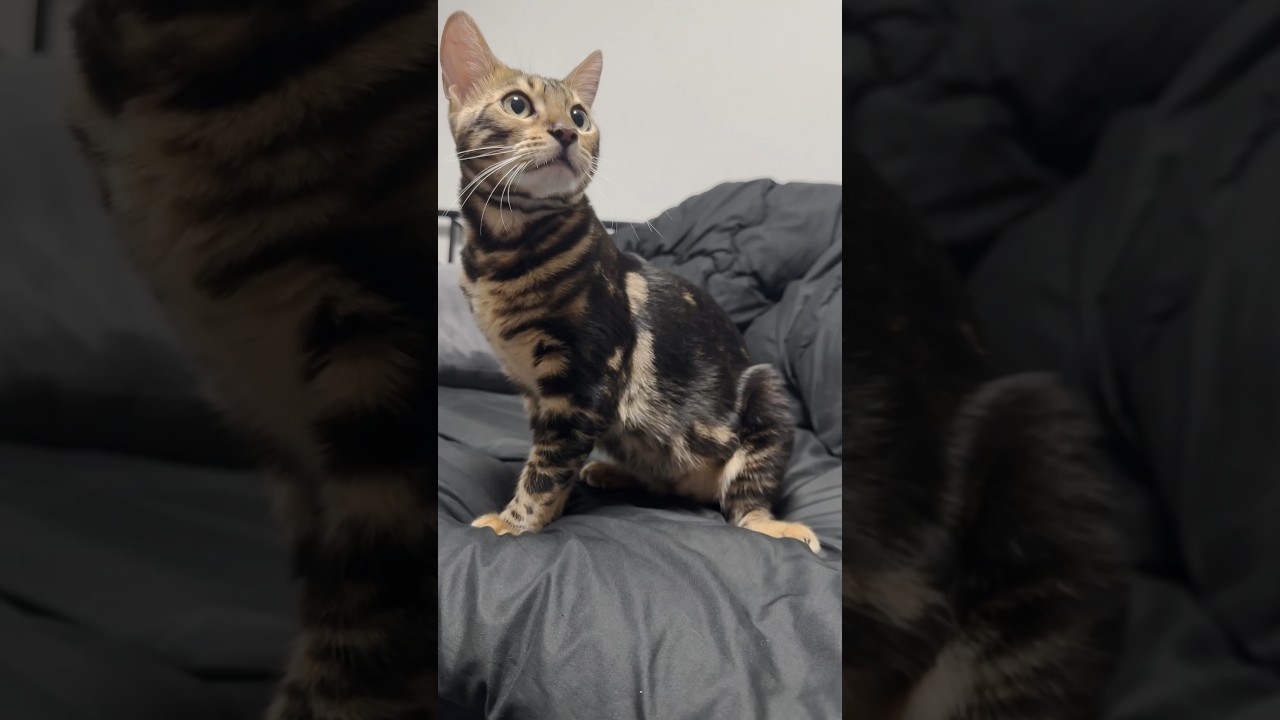 カエルみたいな形のネコ【子猫】#shorts #cat #ベンガル