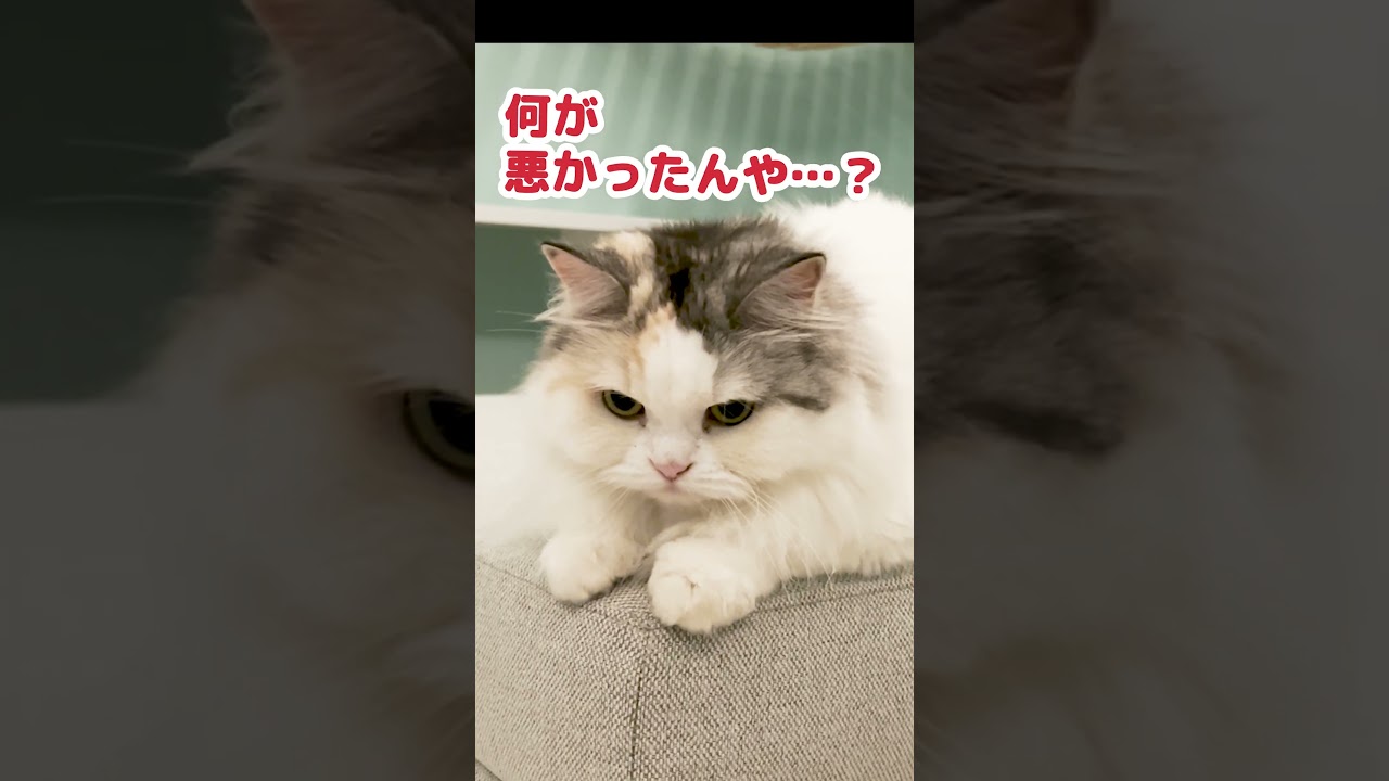 動画が視聴されない理由が判明しました ＃ニャンチューバーつくし #猫おもしろ #ねこすき #ねこ #アフレコ #アテレコ#Shorts