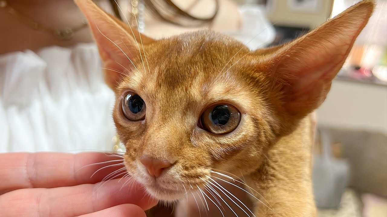 両親から「猫について話がある」と緊急で呼び出されたので行ってみると…