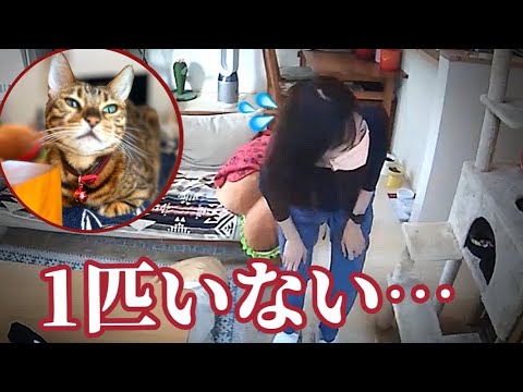 【猫失踪？】猫が1匹どこにもいなくてペットシッターが大焦りしています