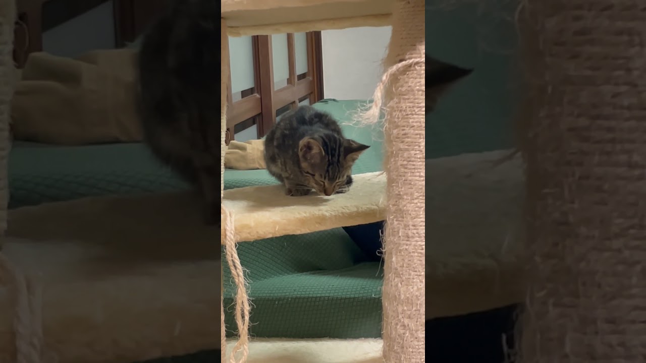 落ちる寸前の子猫笑笑 #おすすめ #子猫 #タービー#アメリカンショートヘア #保護猫